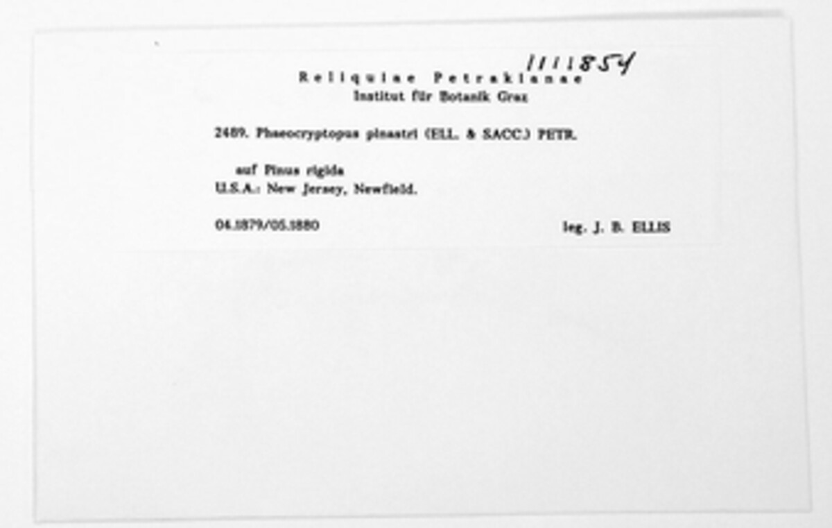 Phaeocryptopus image